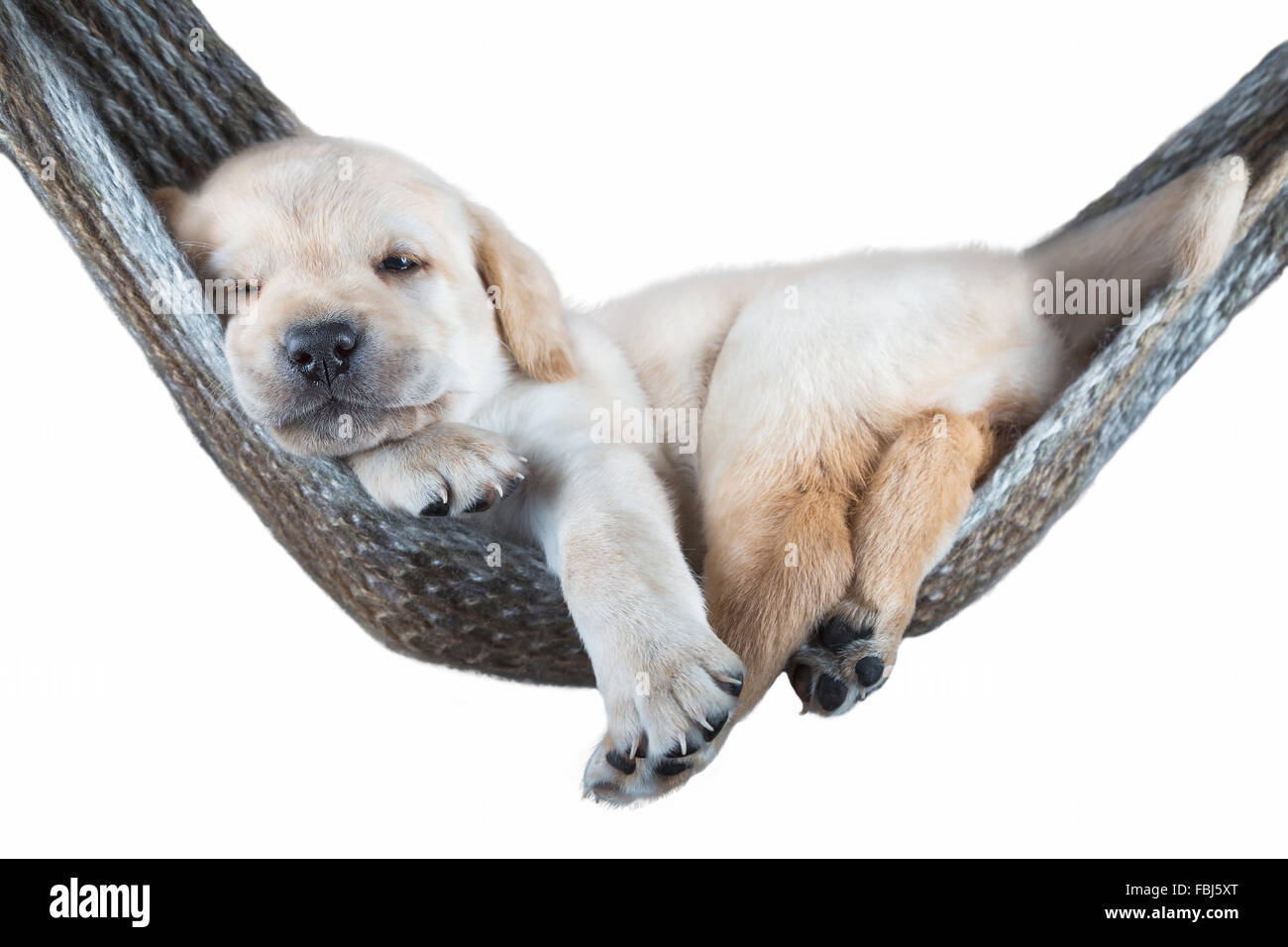 small dog hammock