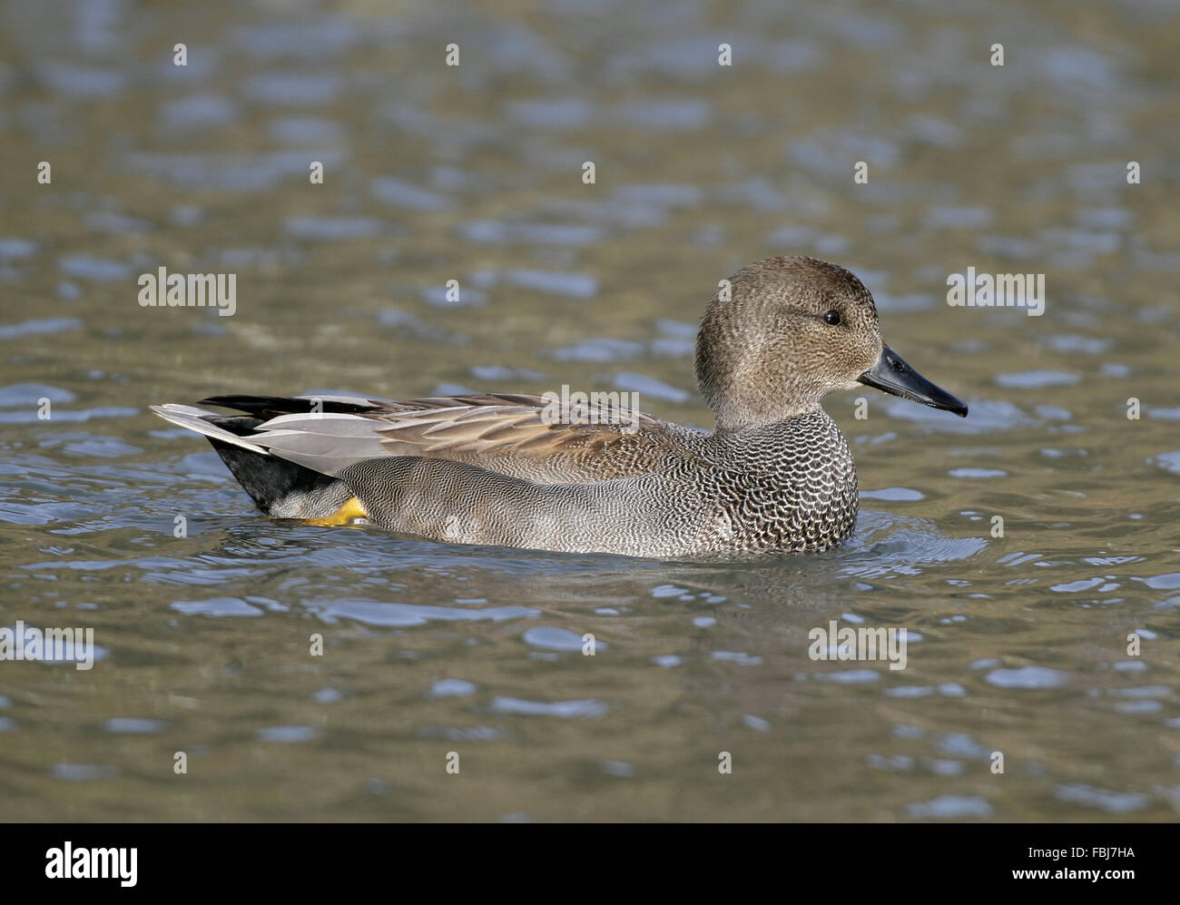 Adult male, WWTrust Arundel, west Sussex, UK. The Gadwall here are not pinioned, and are truely wild, they come and go, but have Stock Photo