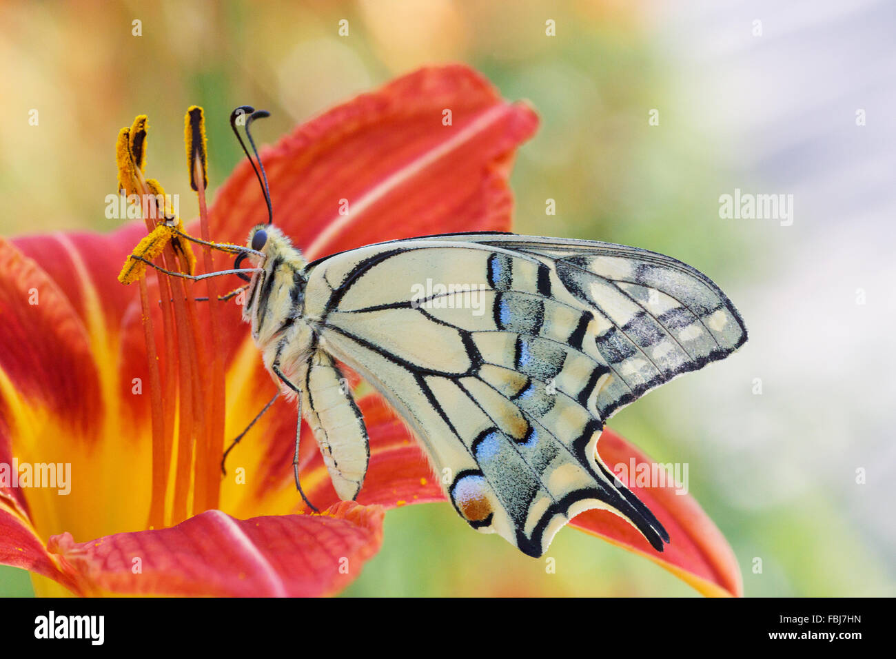 close up of Papilio Machaon butterfly sitting on flower Stock Photo
