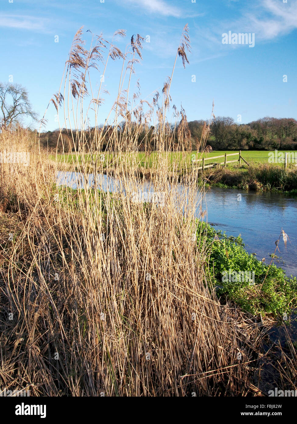 Reed beds and water meadows along the River Itchen flood plain south of
