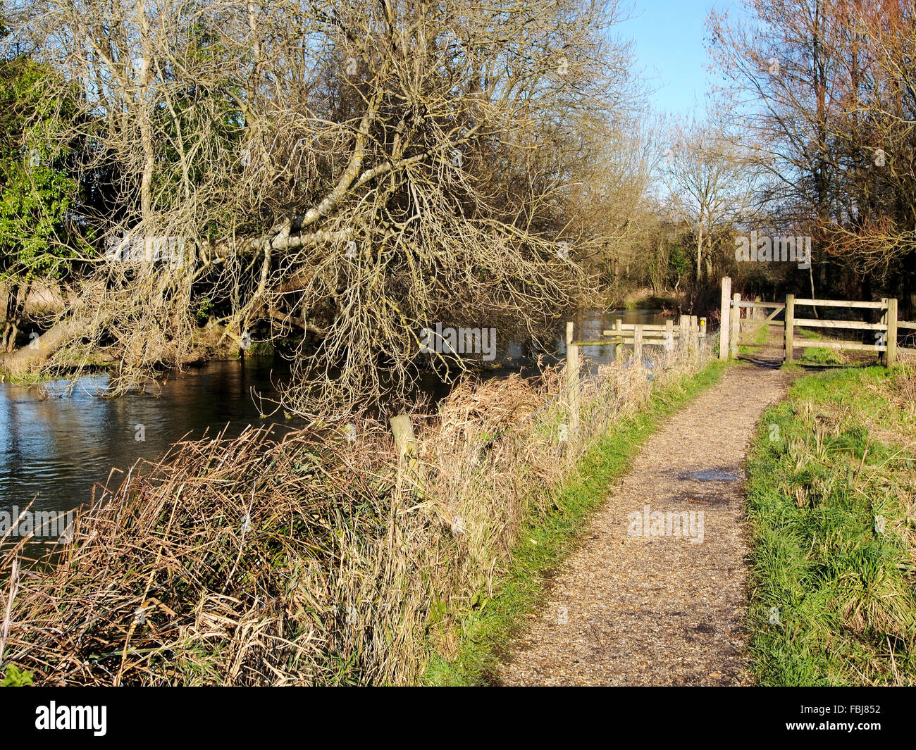 The Itchen Way footpath seen between Hockley and Shawford near Winchester follows the River Itchen and Itchen Navigation. Stock Photo