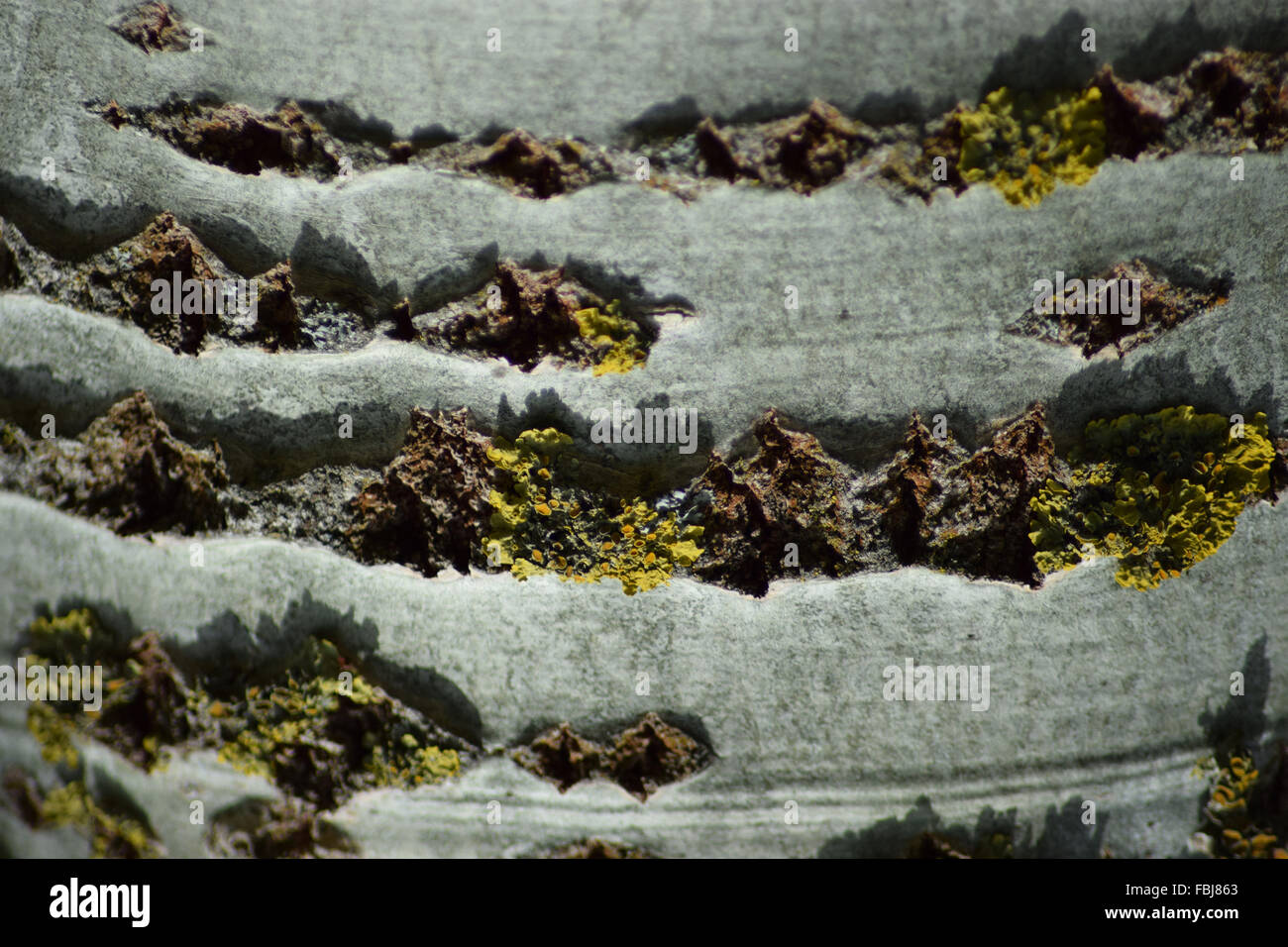 Background from poplar bark. Texture of bark of a tree Stock Photo - Alamy