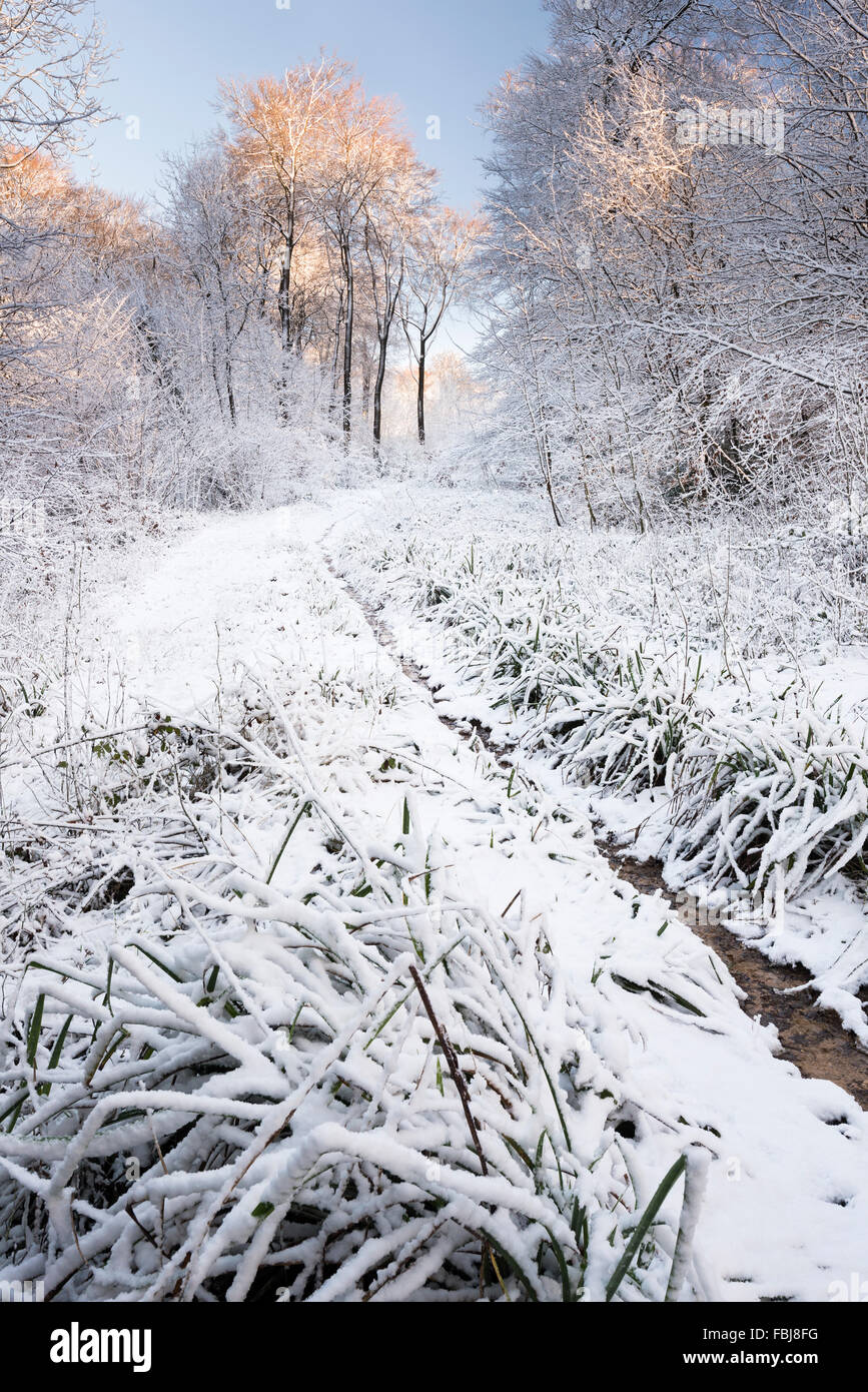View of beech woodland ride track path in winter snow Stock Photo