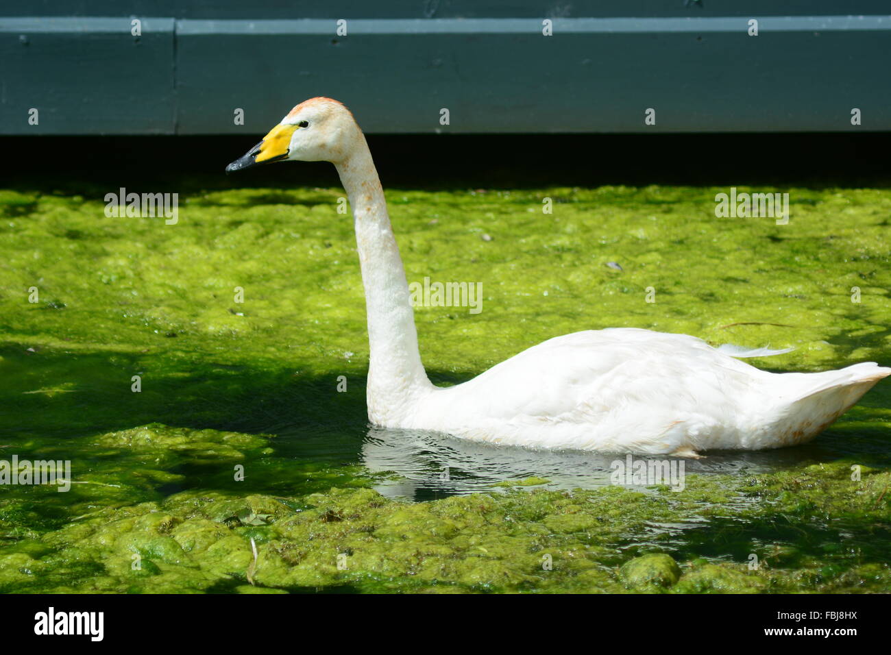 Swan in Algae water Stock Photo