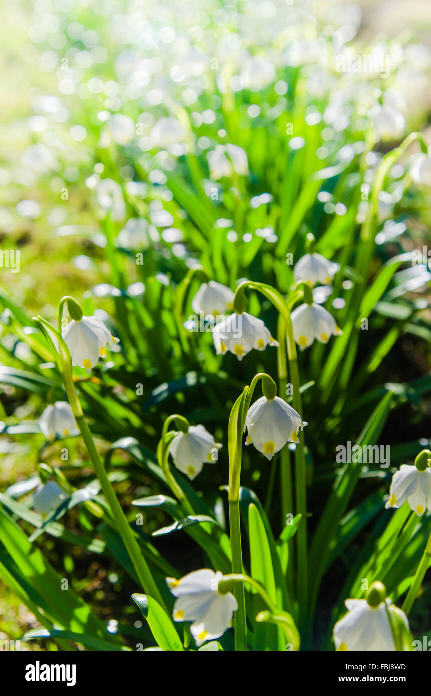 White Spring snowdrops, close-up Stock Photo - Alamy