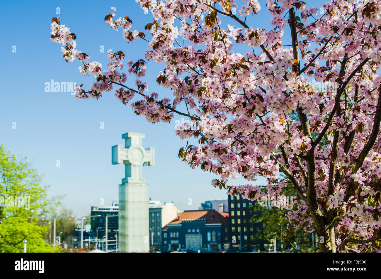 Beautiful blossoming Sakura close up. A type to Tallinn Stock Photo