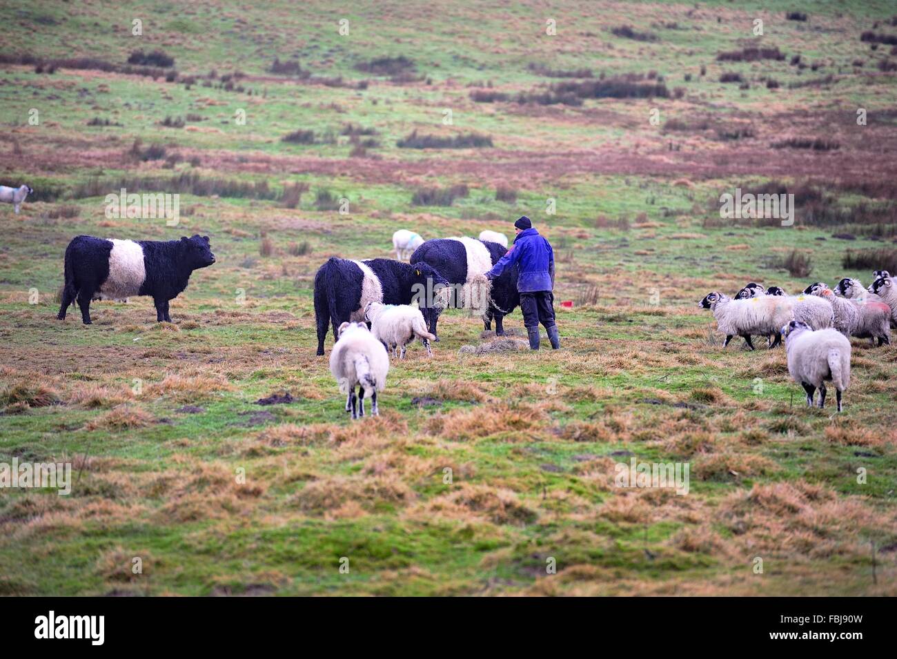 Hand feeding Rare Breed Belted Galloway Cattle Stock Photo