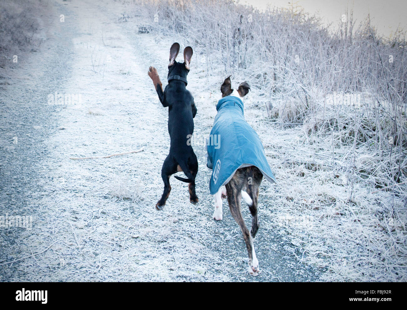 young dog jumping beside older dog Stock Photo Alamy