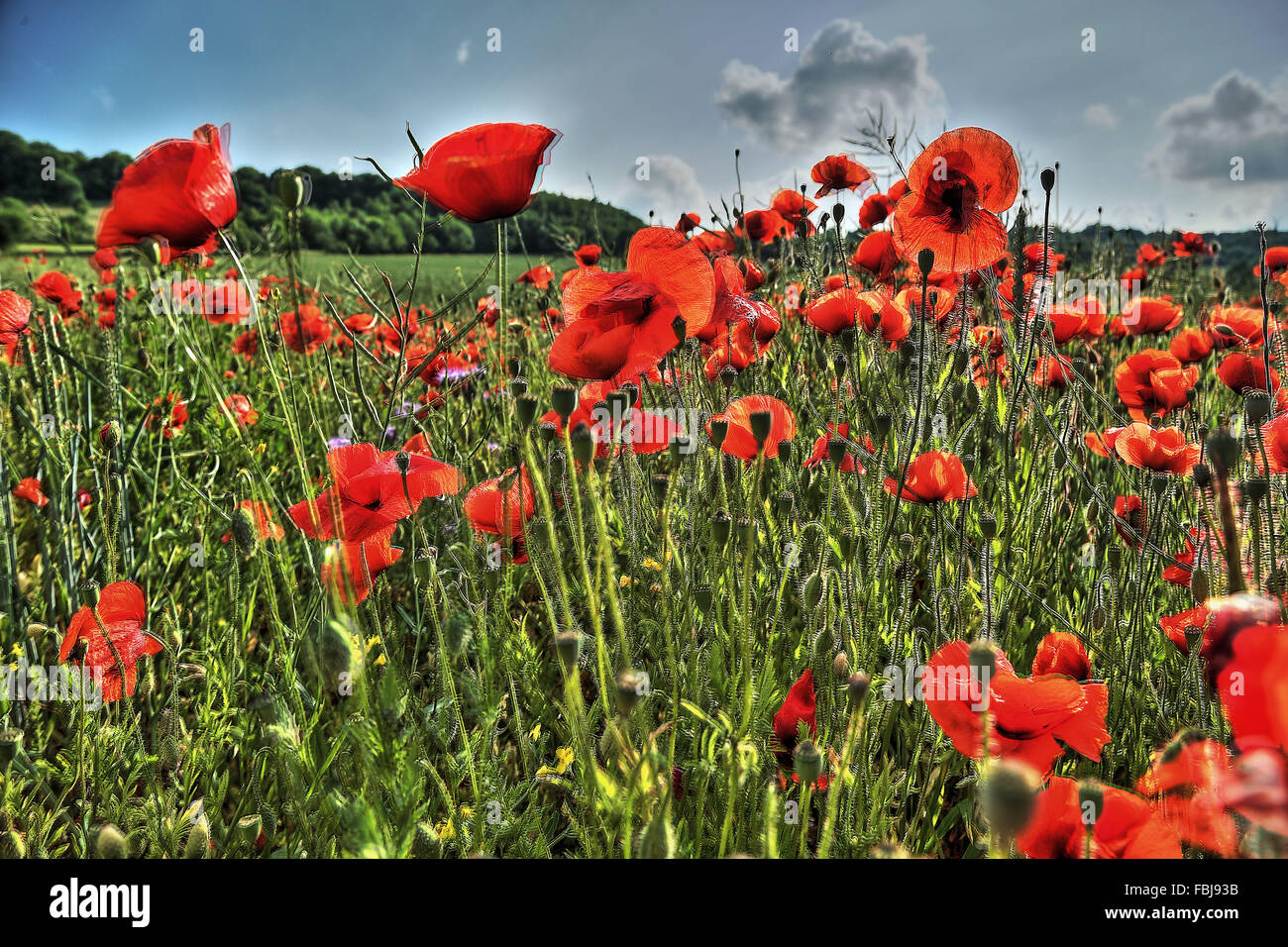 Poppies field edge hi-res stock photography and images - Alamy