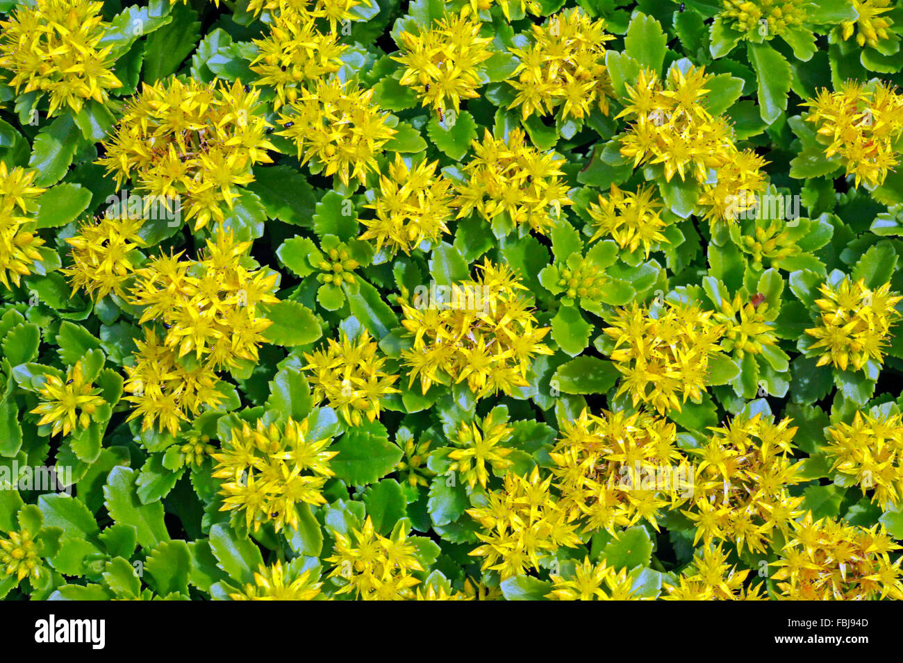 Hybrid Stonecrop, Sedum hybridum, yellow blossoms, cultivated plant, Stock Photo
