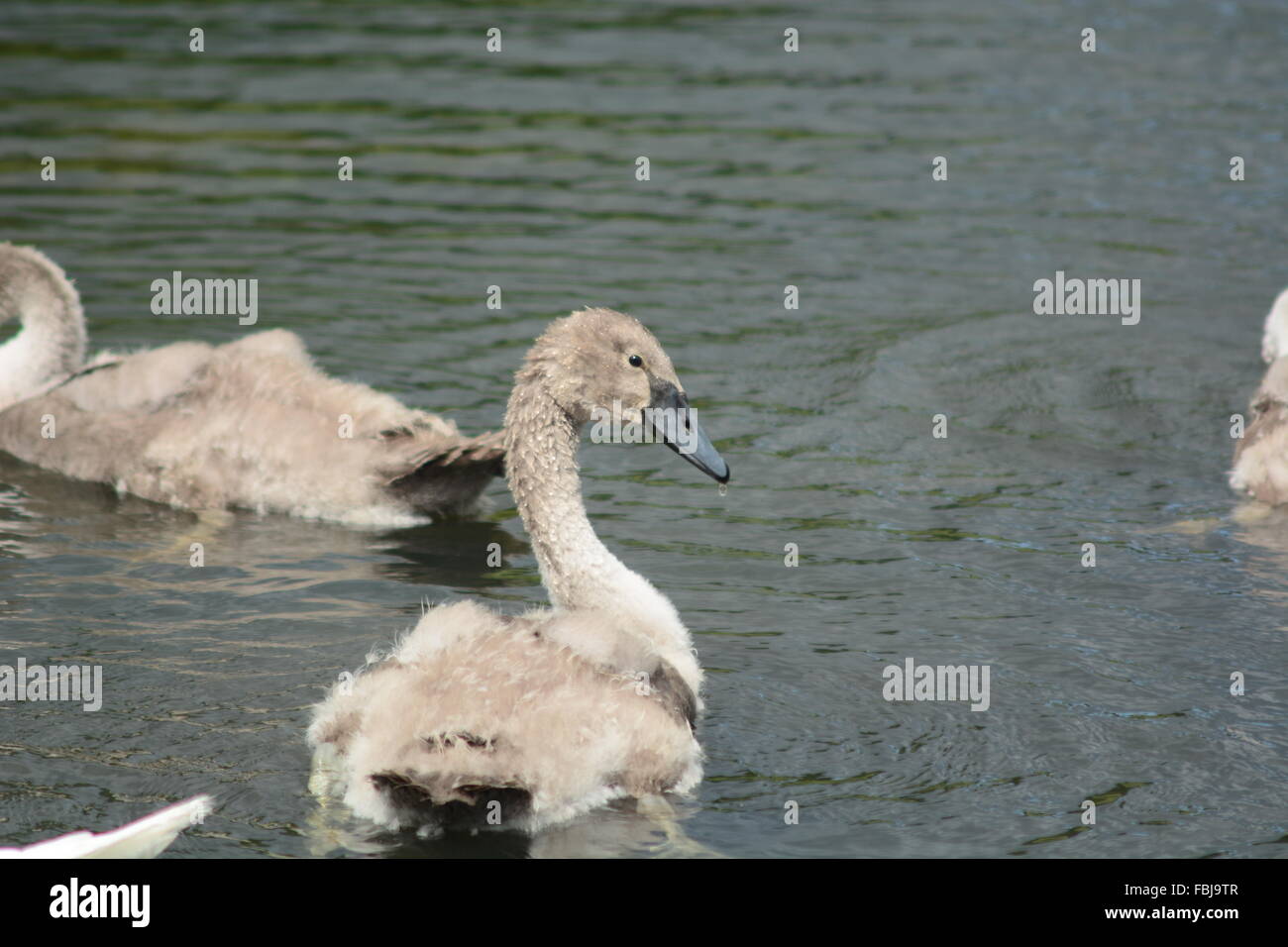 Fluffy Signet Stock Photo