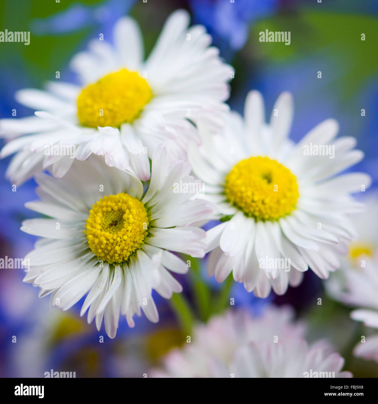 Field flowers hires stock photography and images Alamy