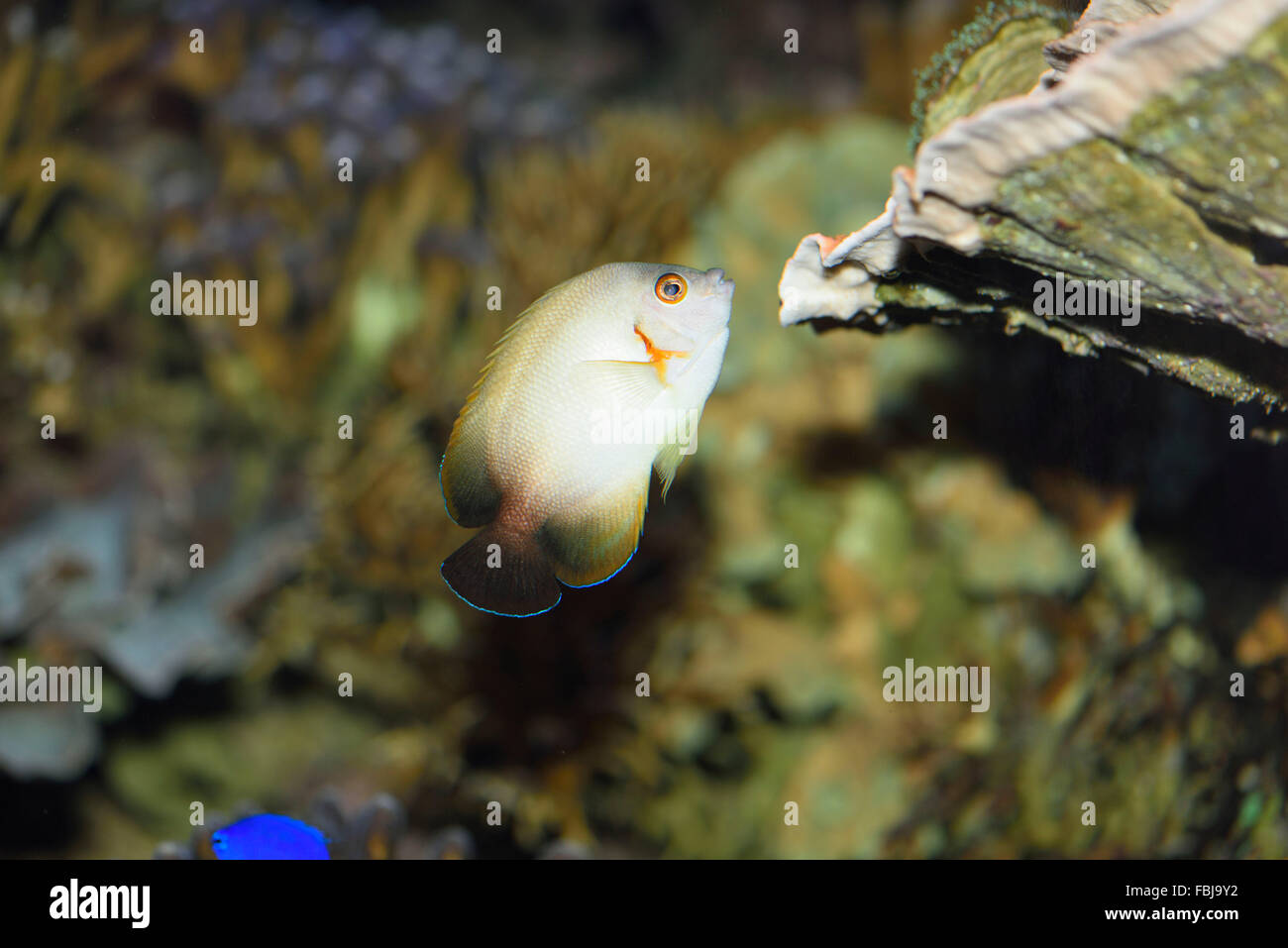 Pearlscale angelfish, Centropyge vrolikii, underwater, swimming, side view Stock Photo