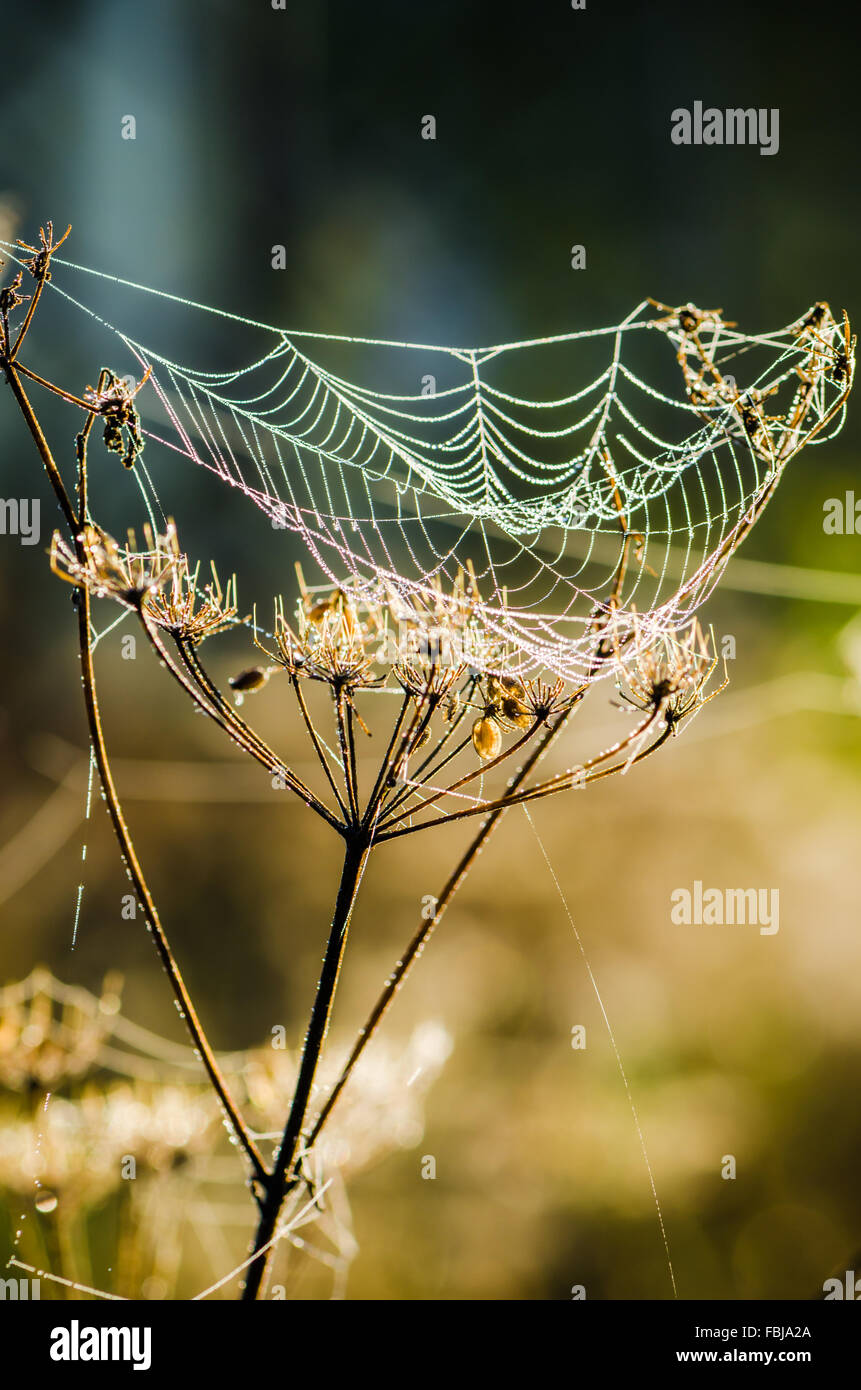 Cobweb with droplets of morning dew in the sun, close-up Stock Photo