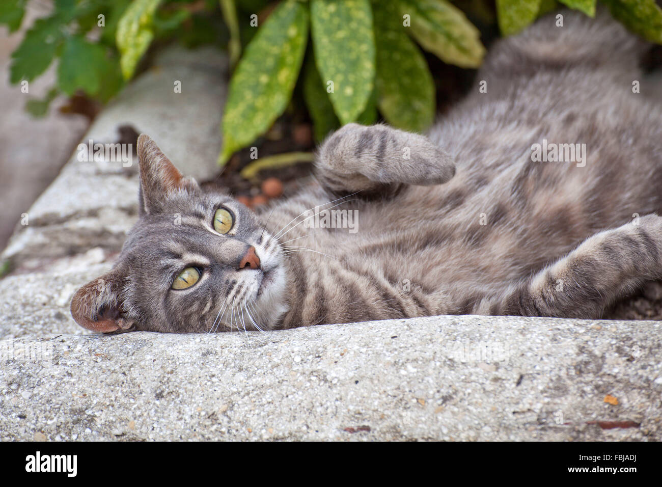 Cat rolling Stock Photo Alamy