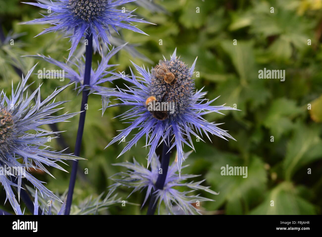 Blue Thistle with bumblebee Stock Photo