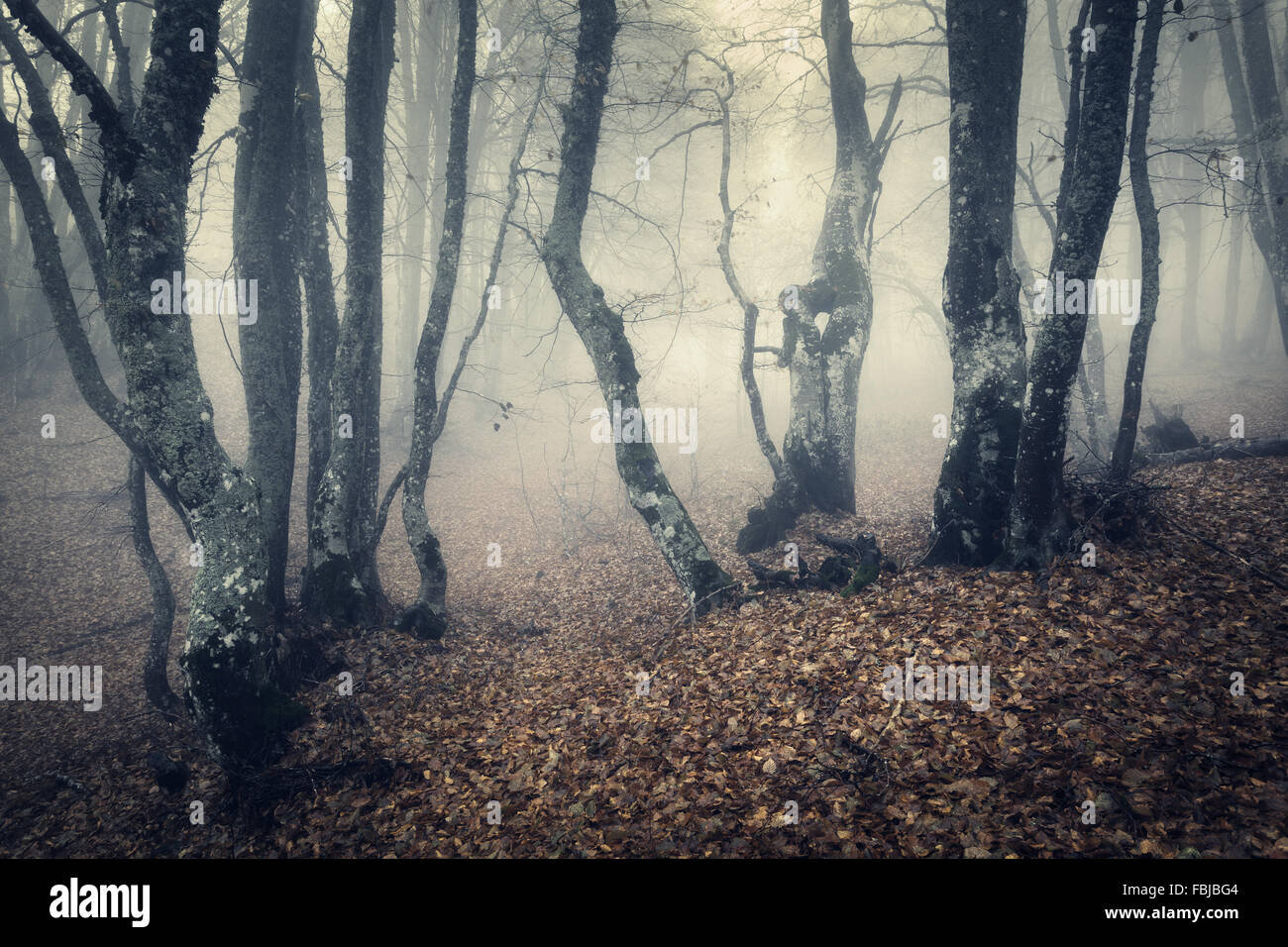 Mystical autumn forest with yellow fog in the morning. Beautiful landscape. Vintage style Stock Photo