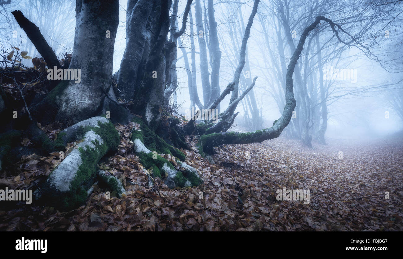 Magic tree in mysterious autumn forest in blue fog in the rainy morning ...