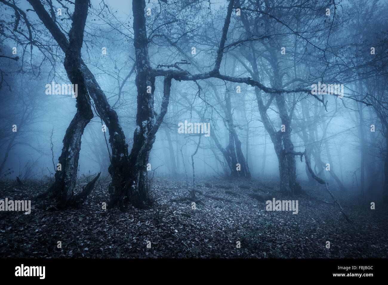 Magic tree in mysterious autumn forest in blue fog in the rainy morning ...