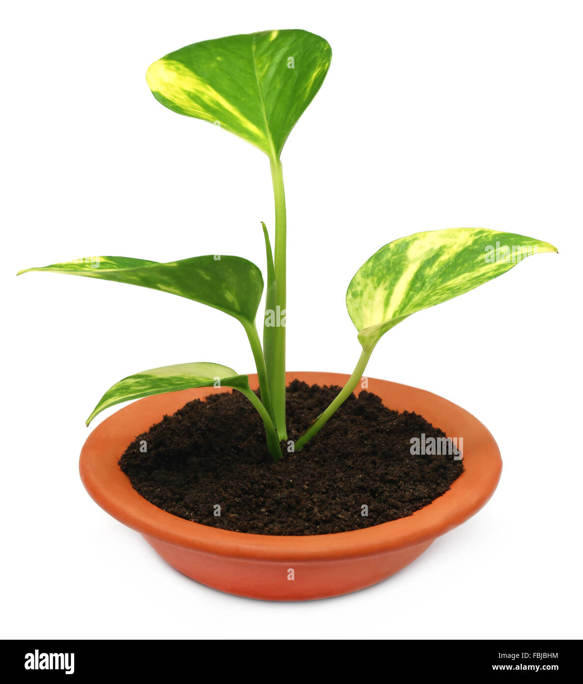 Money Plant In A Bowl With Fertile Soil Over White Background Stock Photo Alamy
