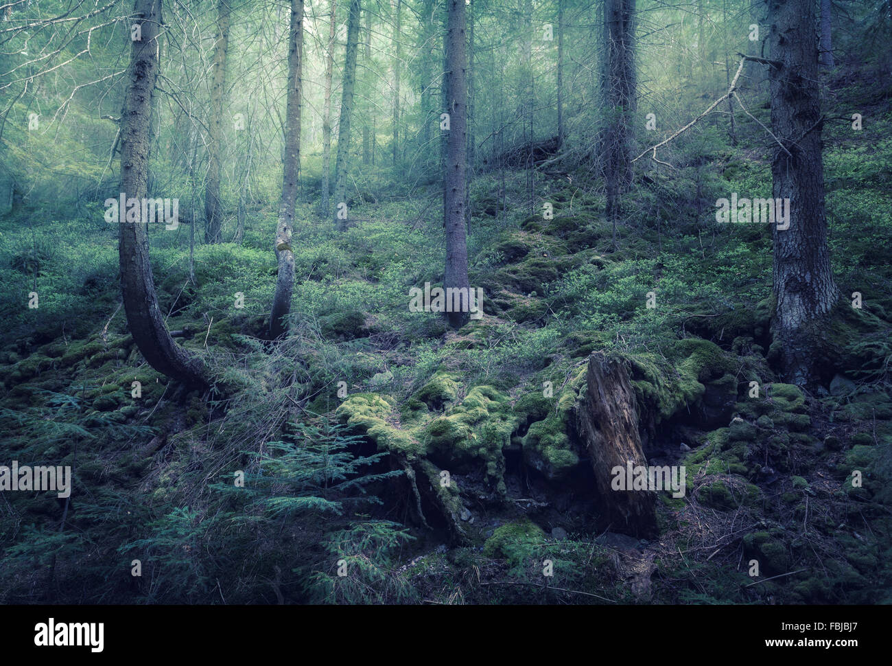 Fairy spring forest with green fog in the morning. Vintage Style Stock Photo