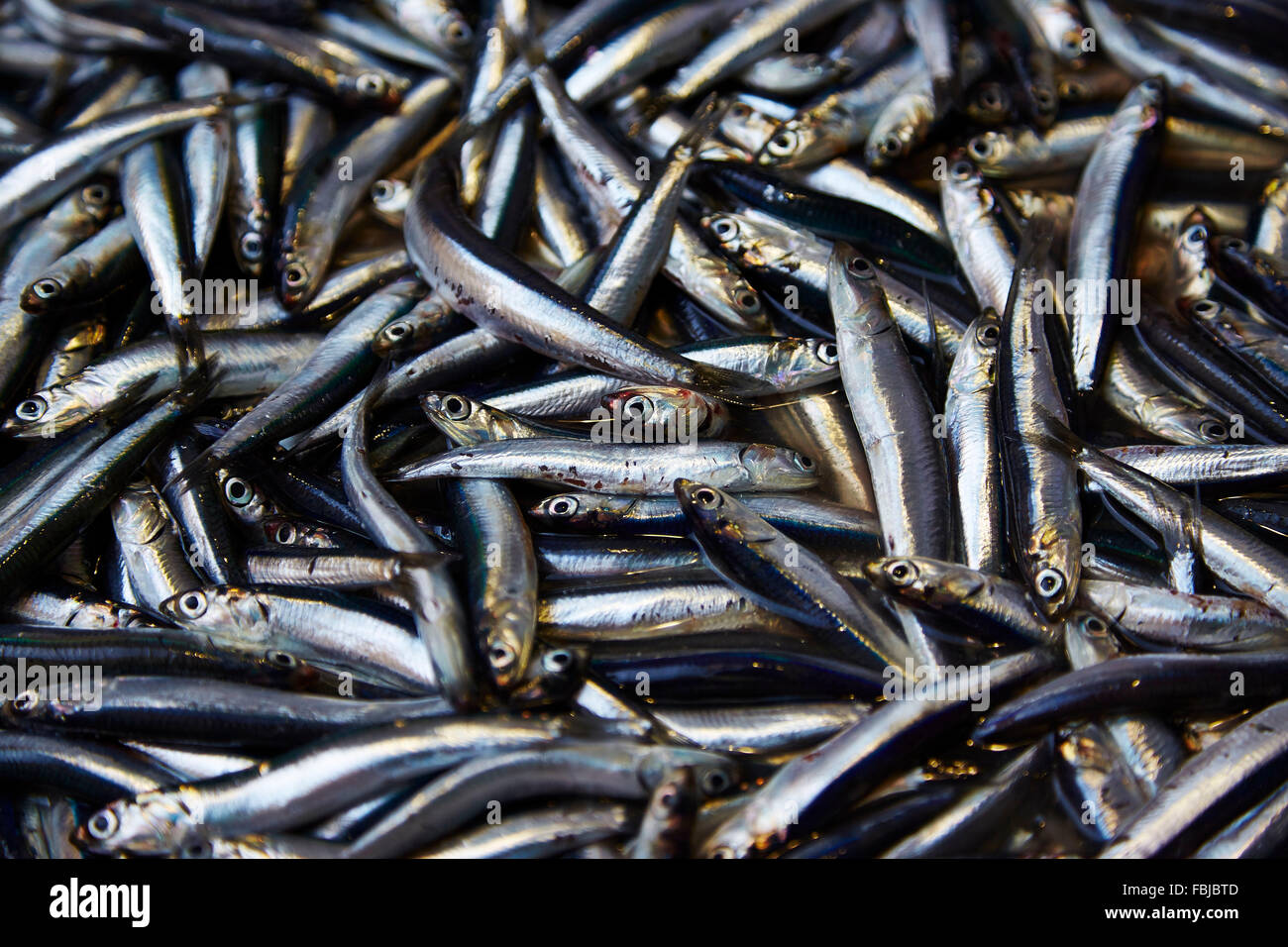 Anchovies, fish, full frame, many, silver, fresh fish, Amalfi Coast, Italy Stock Photo Alamy