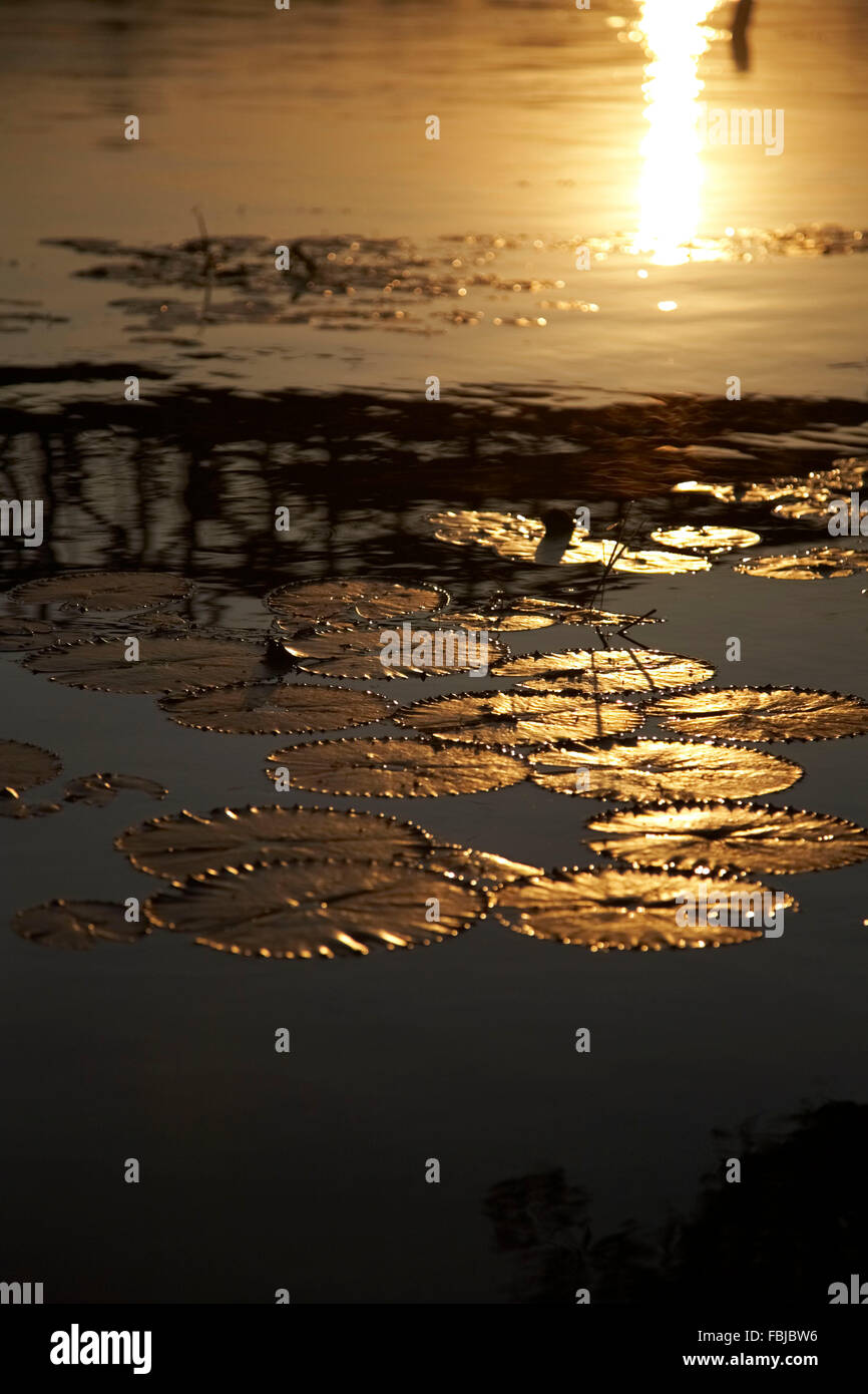 Reflection in the River Kwai, floatingwater lily leaves, Evening mood, sunset, Kanchanaburi, Thailand, Asia Stock Photo