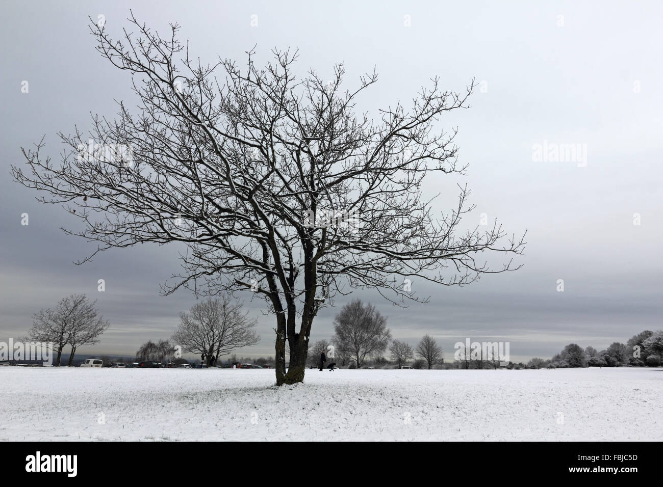 Epsom Downs, Surrey, UK. 17th January 2016. Overnight snowfall left a blanket of white across Epsom Downs which remained throughout the day. As part of the North Downs in Surrey, Epsom Downs is at a slightly higher elevation than the surrounding area and often has a covering when the nearby town is snow free. Stock Photo