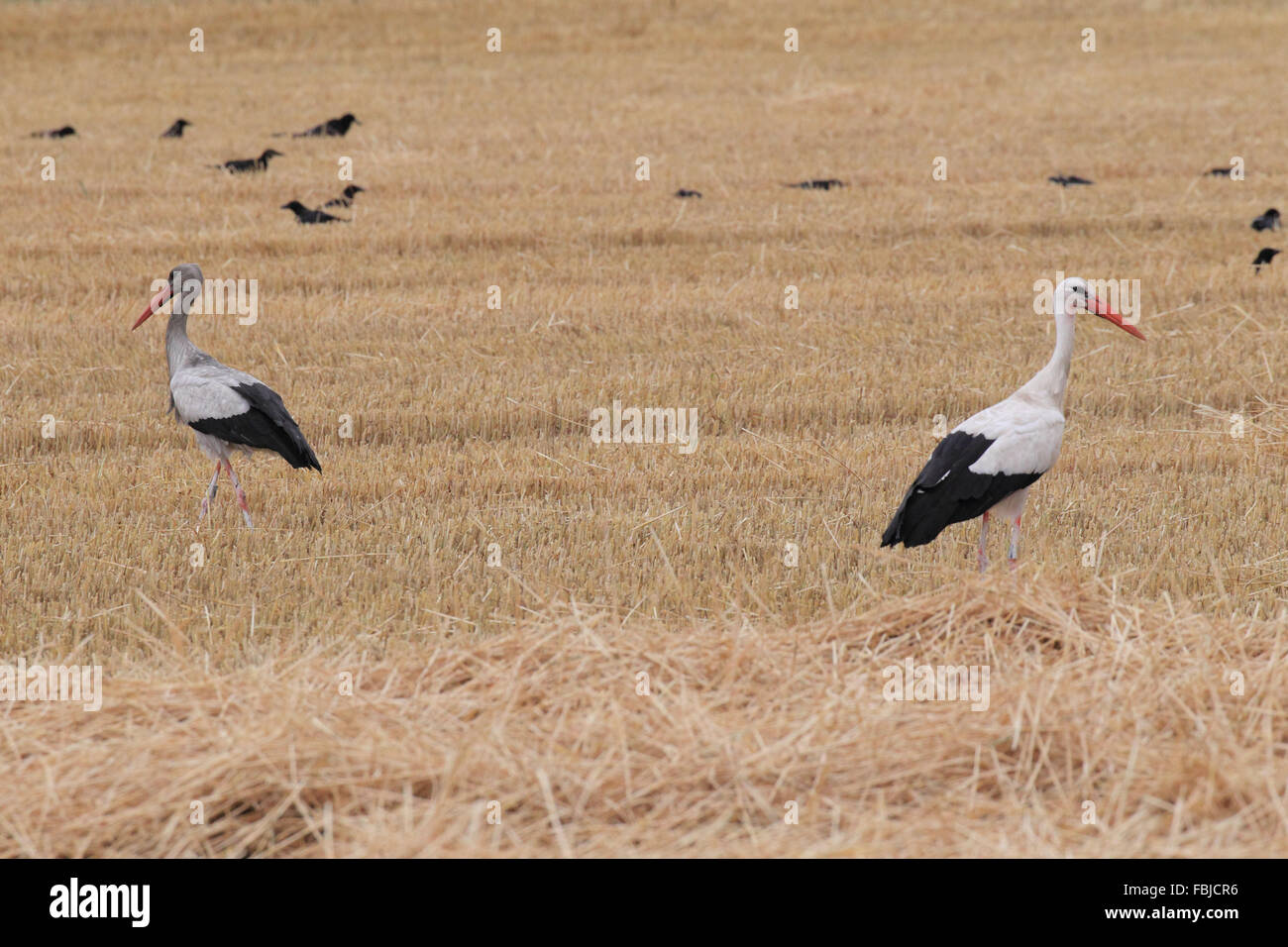 White stork and carrion crows, Ciconia ciconia Stock Photo