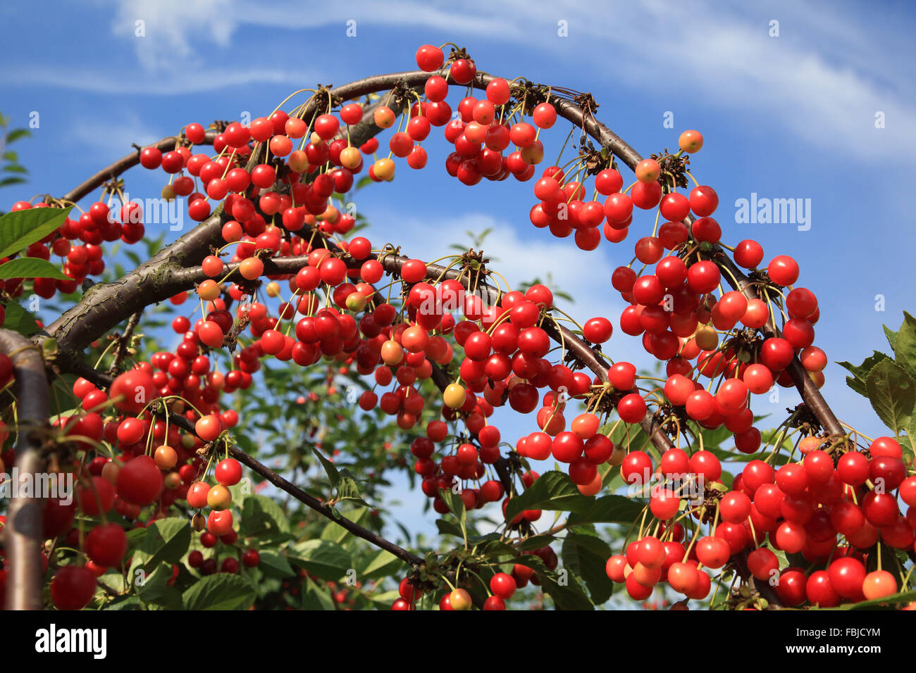 Sour cherry, Prunus cerasus Stock Photo