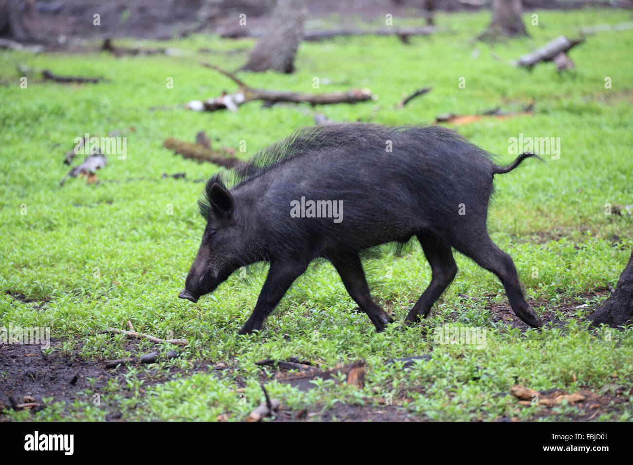 SUS SCROFA WILD BOAR visual data 6