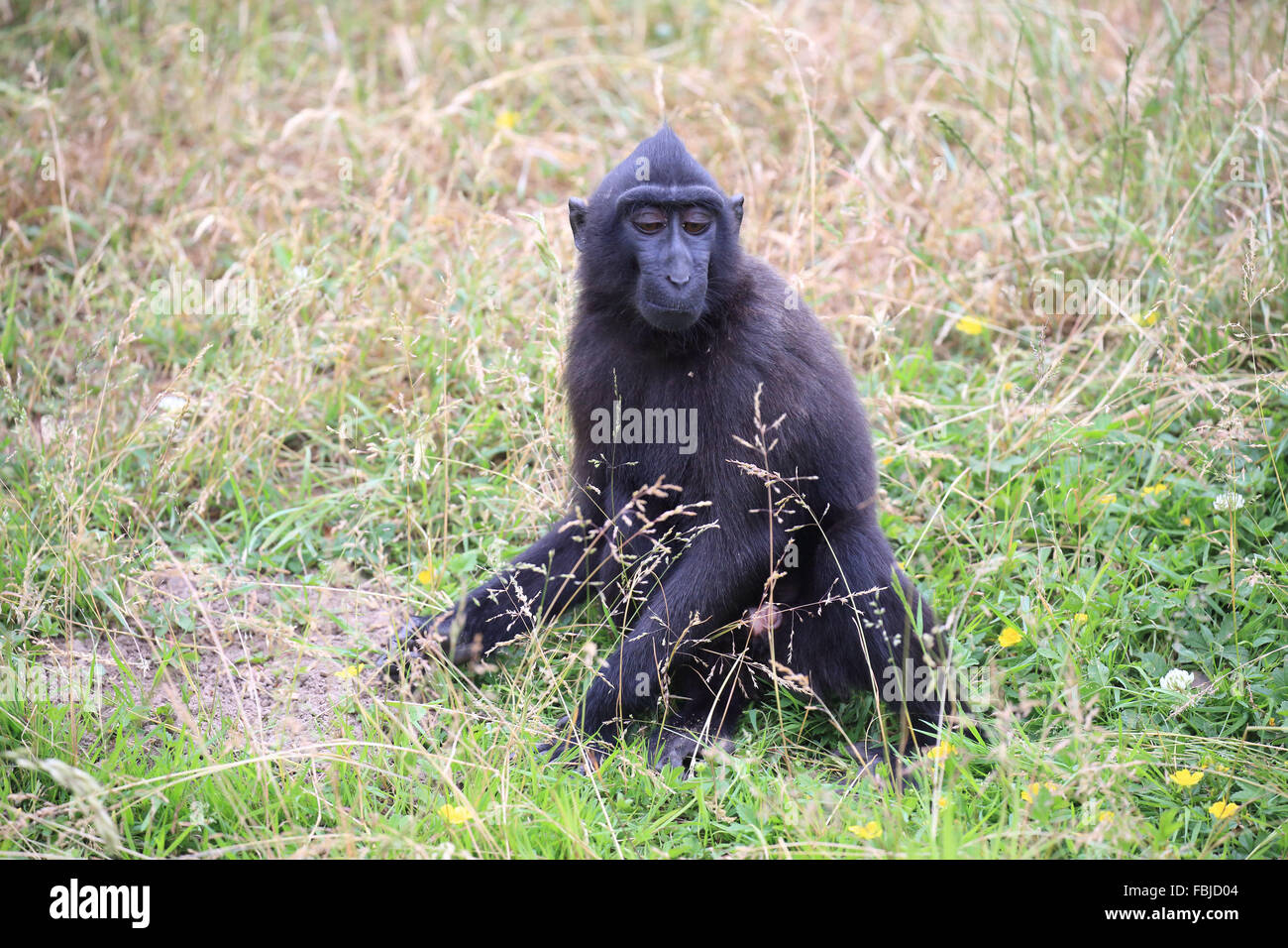 Celebes crested macaque, Cynopithecus niger Stock Photo