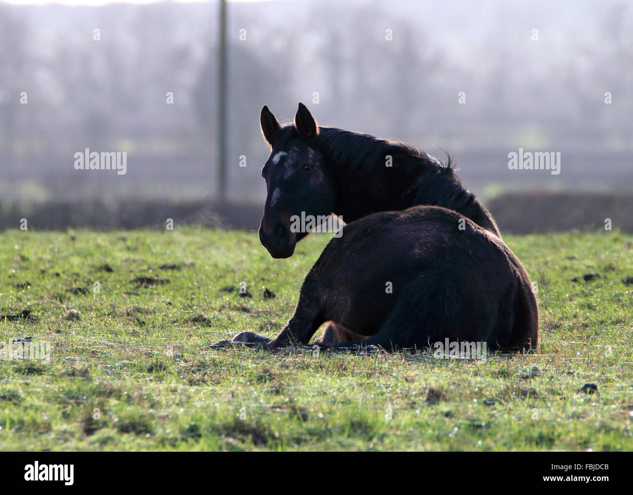 Horse Laid down in a field back lit by the sun with breath coming from its nostrils Stock Photo