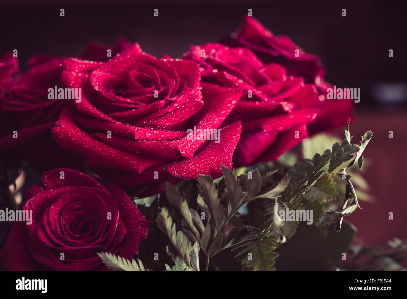 Red rose closeup with drop Stock Photo - Alamy
