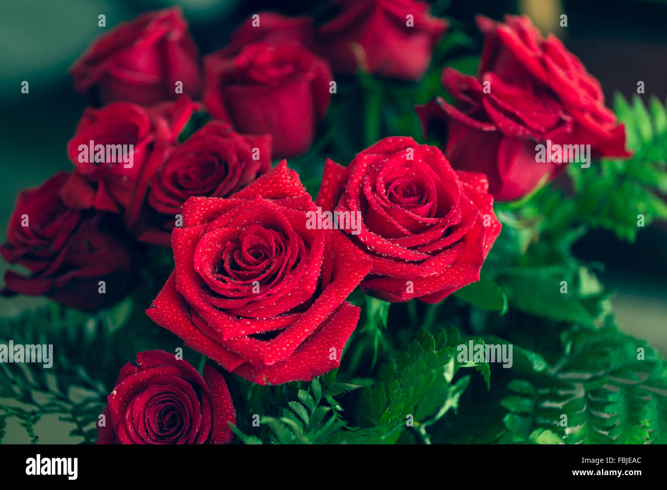Red rose closeup with drop Stock Photo - Alamy