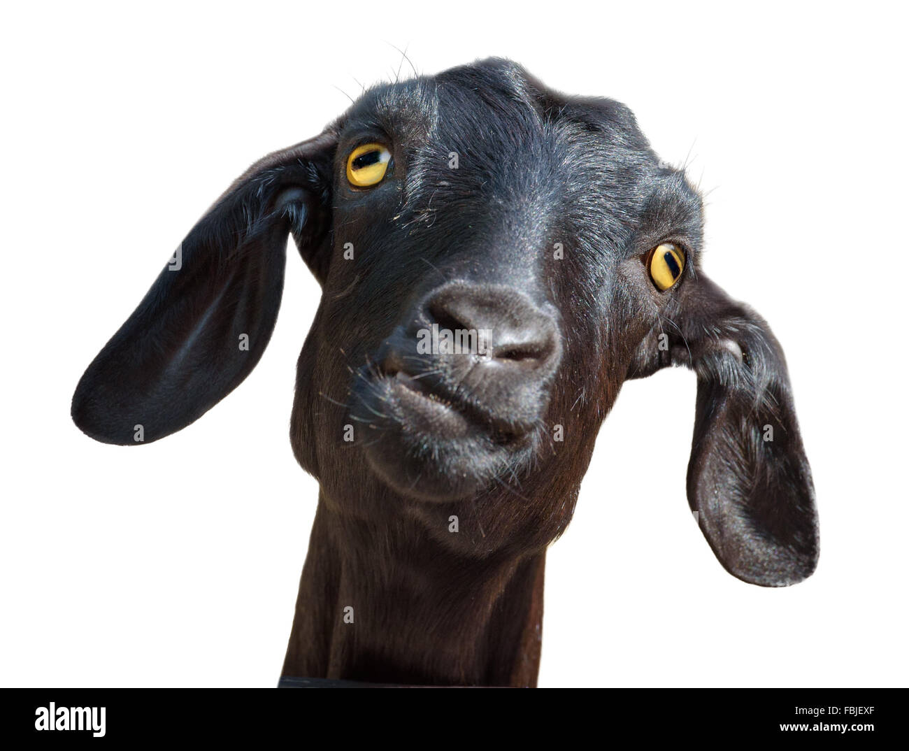 Head of silly looking black goat isolated on white, with clipping path Stock Photo