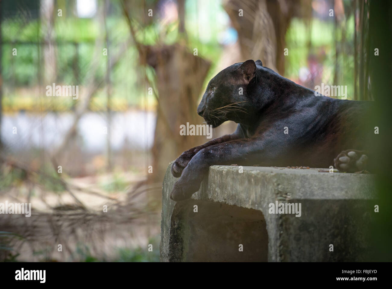 Black panther resting Stock Photo