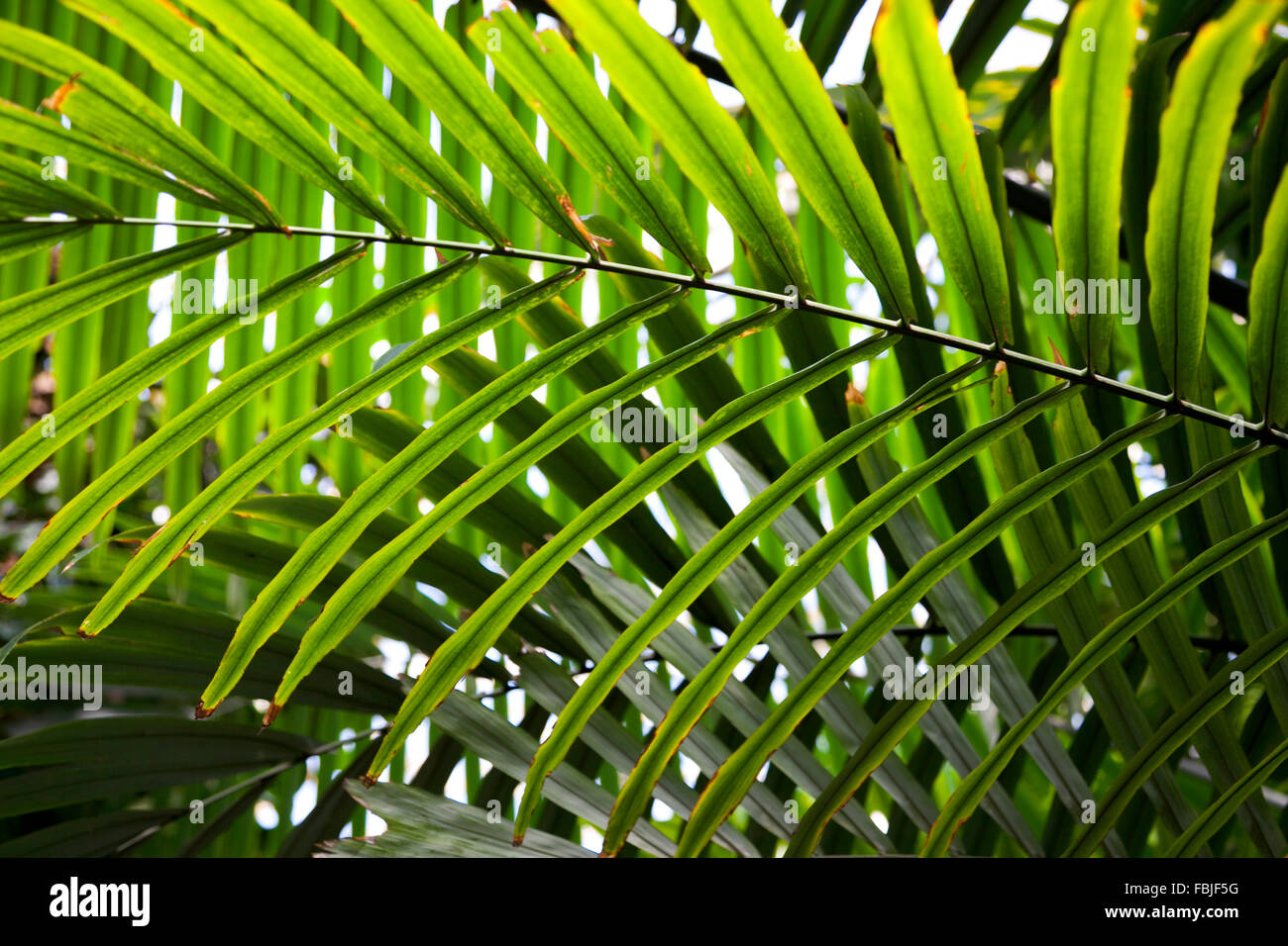 Layers of exotic palm leaves background Stock Photo