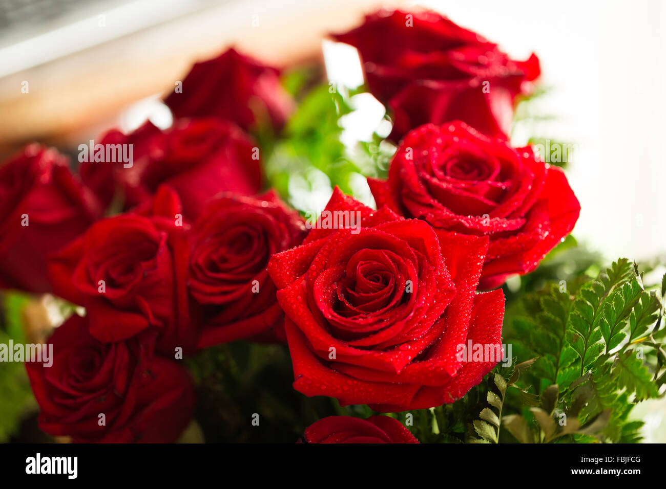 Red rose closeup with drop Stock Photo - Alamy