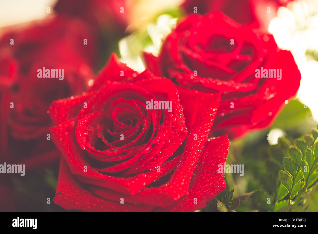 Red roses for valentines day hi-res stock photography and images - Alamy