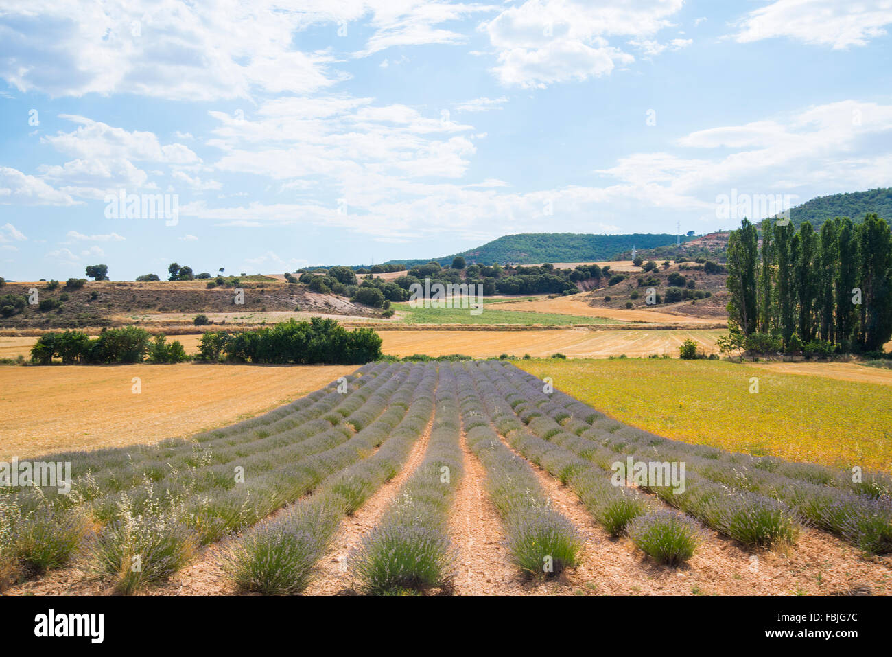 Lavender plantation. Brihuega, Guadalajara province, Castilla La Mancha, Spain. Stock Photo