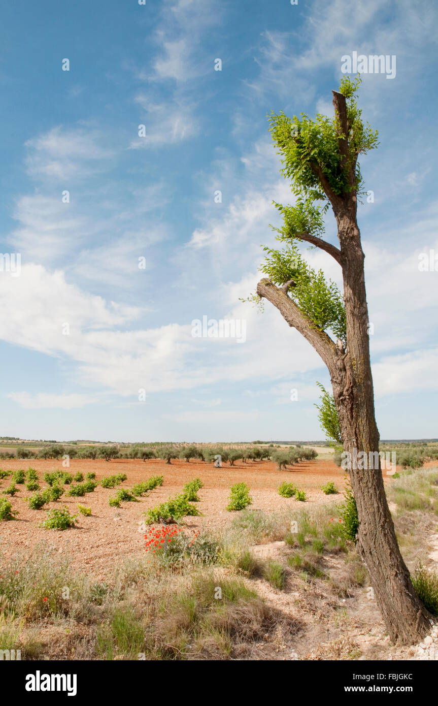 Lonely tree, vineyard and olive grove. Belmonte de Tajo, Madrid province, Spain. Stock Photo
