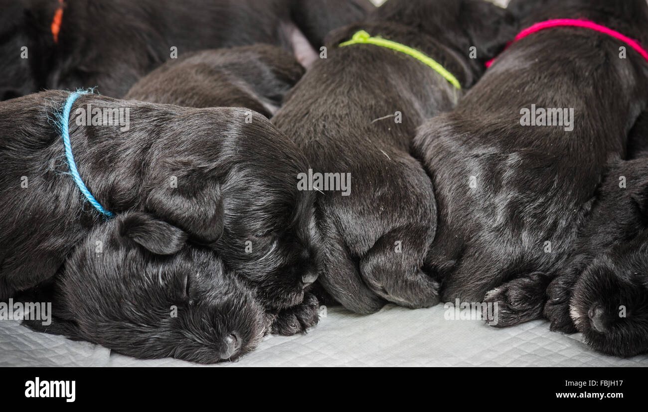 Small group puppi breed Miniature Schnauzer Stock Photo