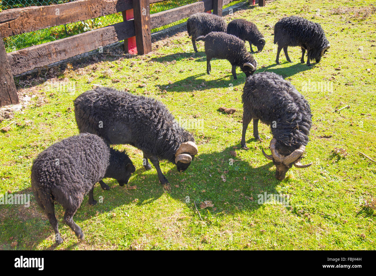 Black sheep grazing in a farm. Stock Photo