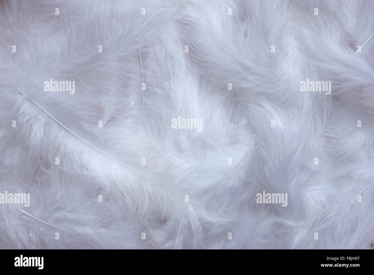 Soft white marabou feathers as an abstract background texture Stock Photo