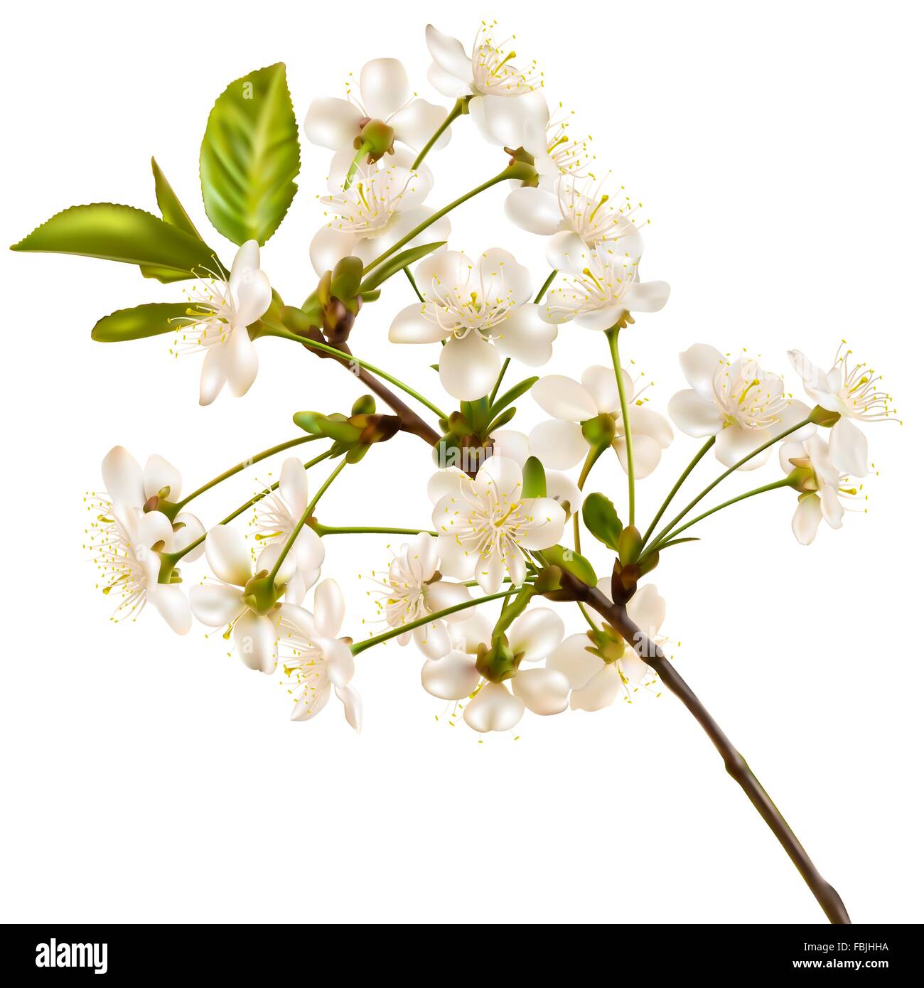 Blossoming cherry realistic branch. EPS 10 Stock Vector Image & Art - Alamy
