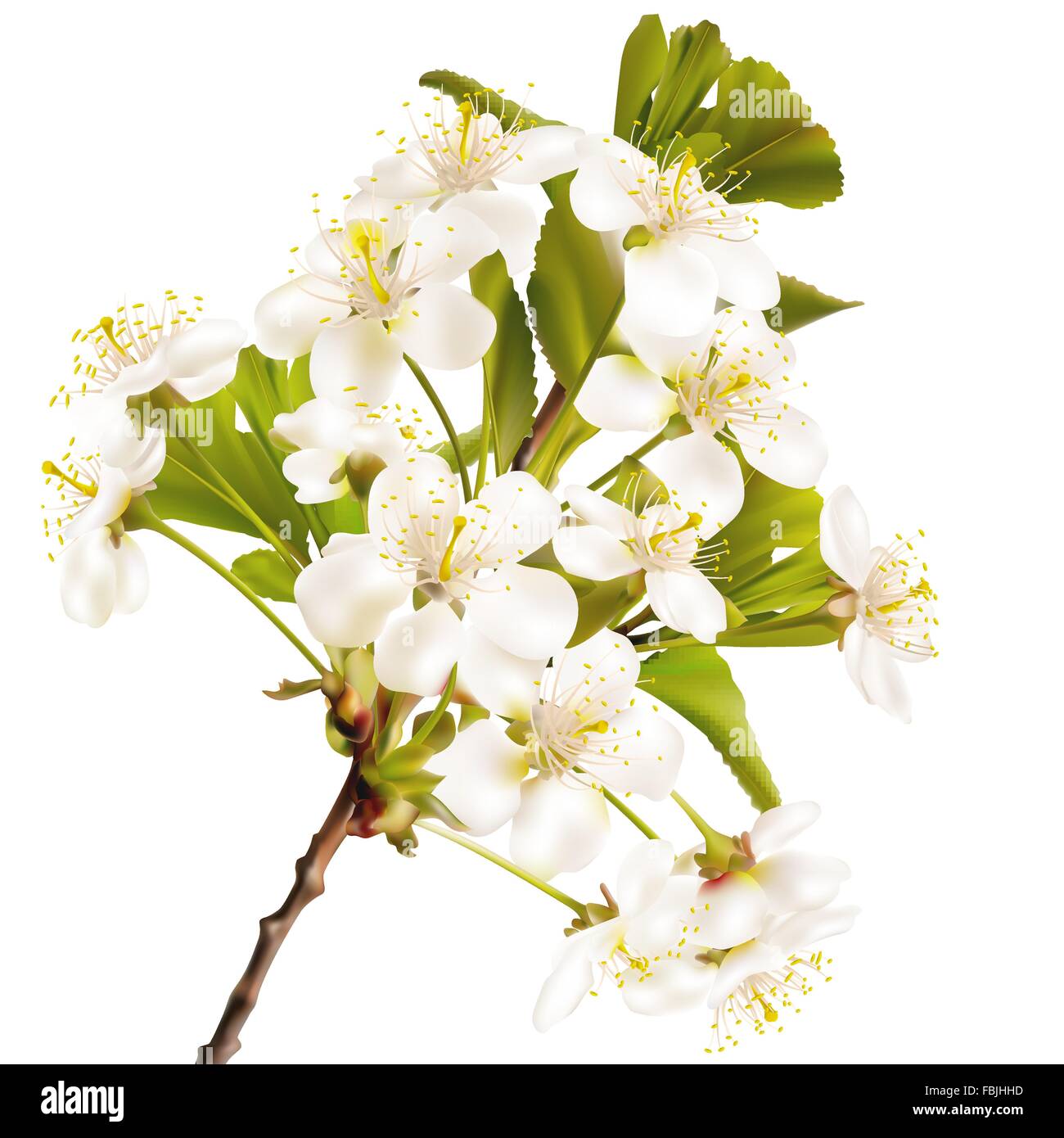 Blossoming cherry realistic branch. EPS 10 Stock Vector Image & Art - Alamy