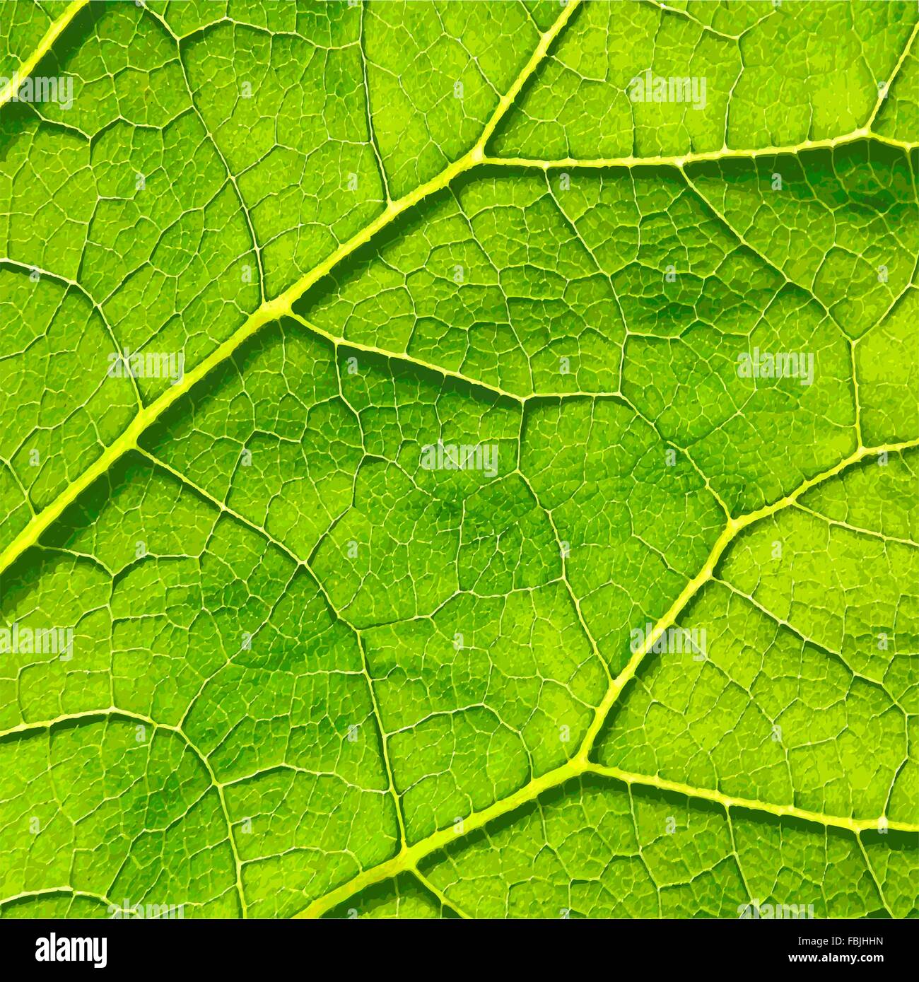 Vector green leaf macro background. EPS 8 Stock Vector Image & Art - Alamy