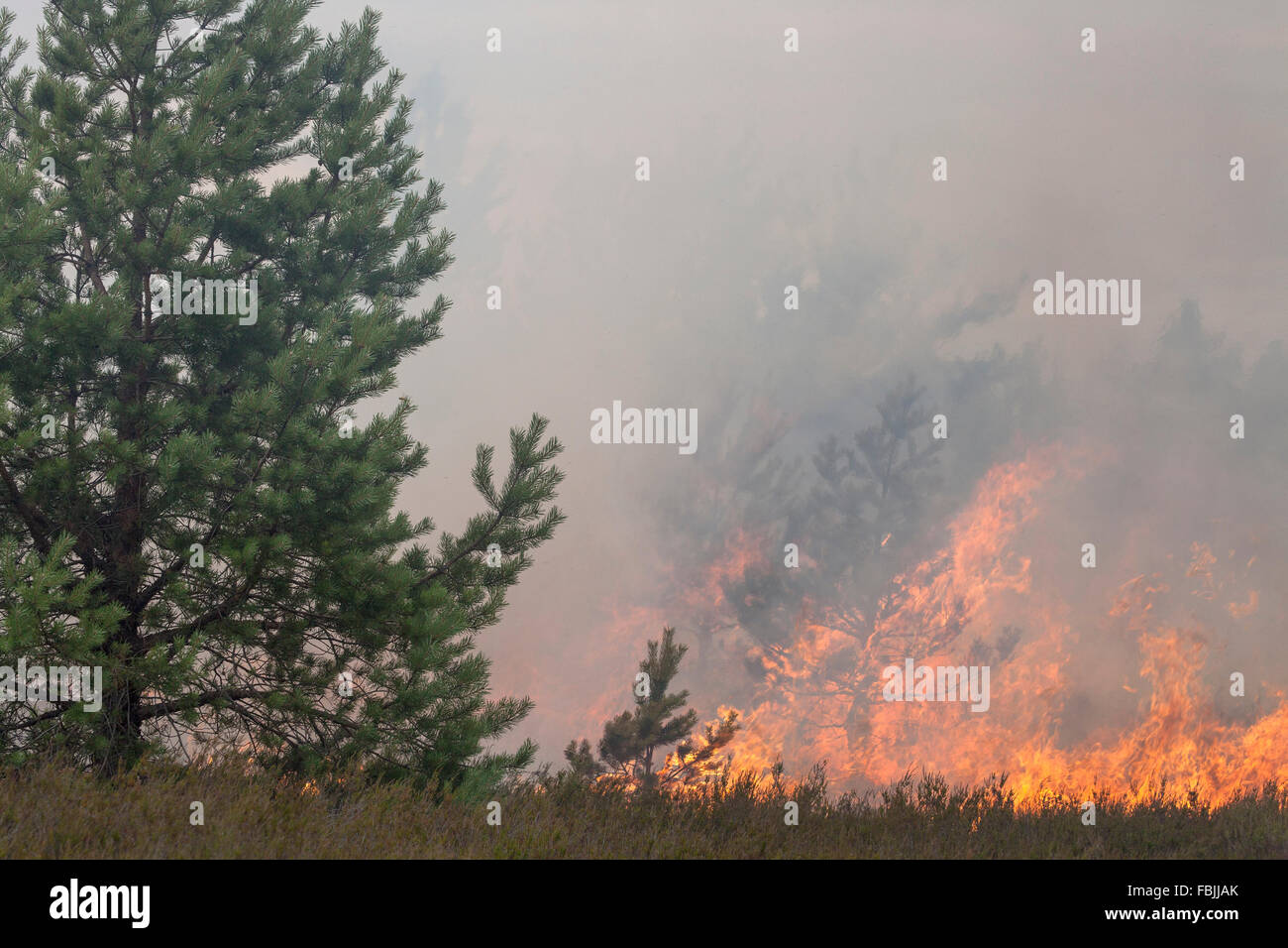 Pine forest and heath fire. Flames and smoke. Stock Photo