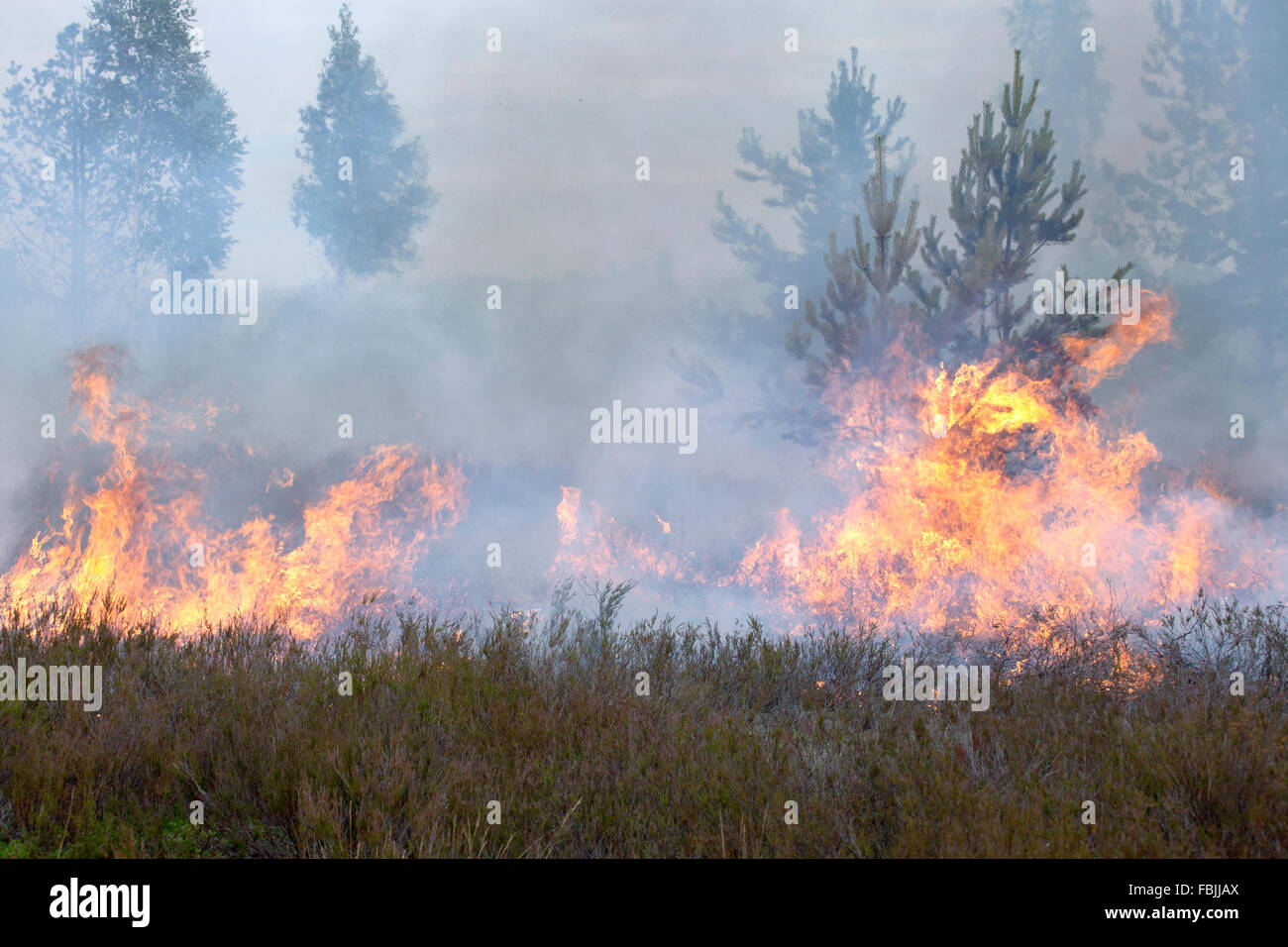 Pine forest and heath fire. Flames and smoke. Stock Photo